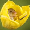 Field Mouse In Yellow Flower Paint By Numbers