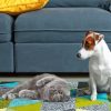 Grey Cat And Jack Russell Paint By Numbers