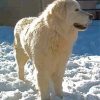 Maremma Sheepdog In Snow Paint By Numbers