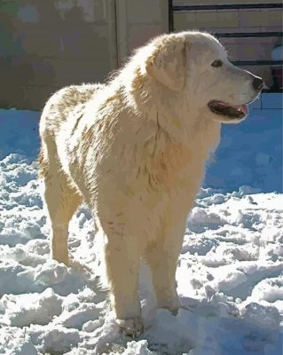 Maremma Sheepdog In Snow Paint By Numbers