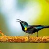 Sunbird On A Tree Paint By Numbers