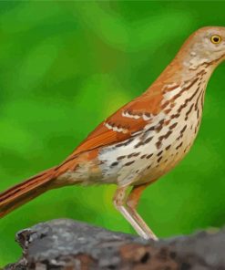 The Brown Thrasher Bird Paint By Numbers