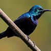 Blue Sunbird Paint By Numbers