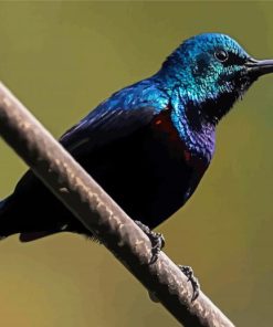 Blue Sunbird Paint By Numbers