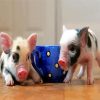 Blue Teacup Pigs Paint By Numbers