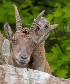 Ibex Animals Paint By Numbers