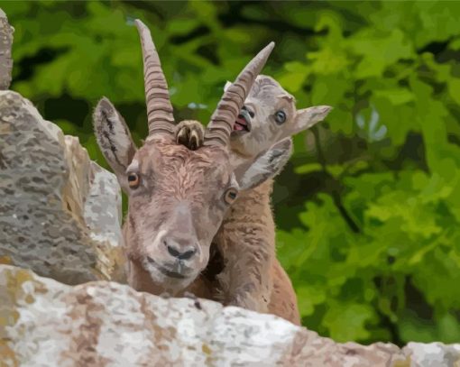 Ibex Animals Paint By Numbers