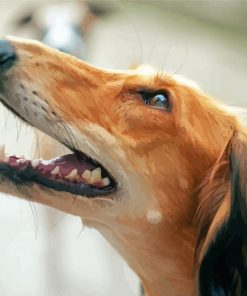 Saluki Head Paint By Numbers