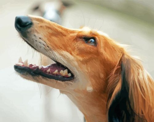 Saluki Head Paint By Numbers