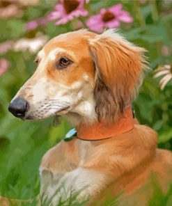 Saluki Sitting Paint By Numbers