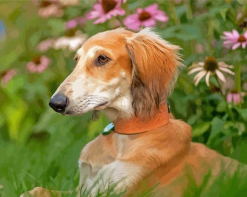 Saluki Sitting Paint By Numbers