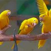 Golden Conures Painting By Numbers