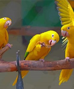 Golden Conures Painting By Numbers