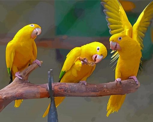 Golden Conures Painting By Numbers