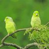 Parrotlet Birds Painting By Numbers