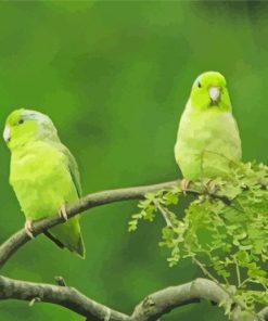 Parrotlet Birds Painting By Numbers