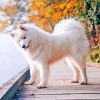 Aesthetic Samoyed Painting By Numbers