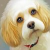 Cute Cavachon Painting By Numbers