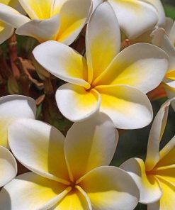 White And Yellow Frangipani Painting By Numbers