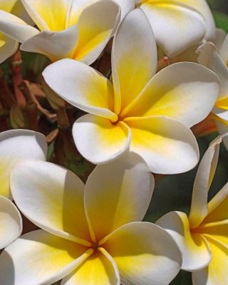 White And Yellow Frangipani Painting By Numbers