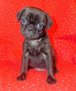 Black Puggle paint by numbers